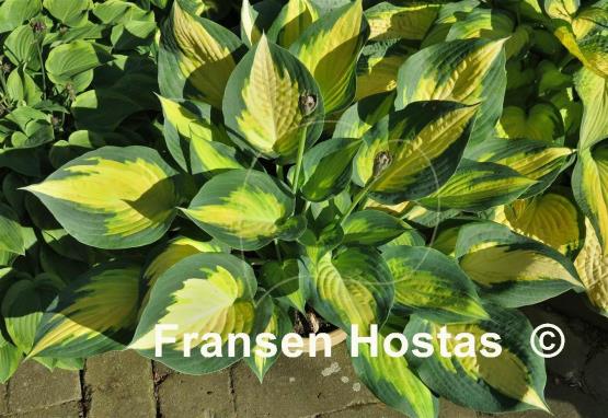 Hosta Forbidden Fruit